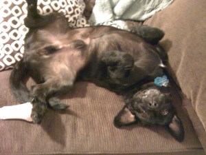 p enjoying the couch