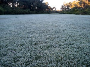 photo from oceanbeachbulletin.com