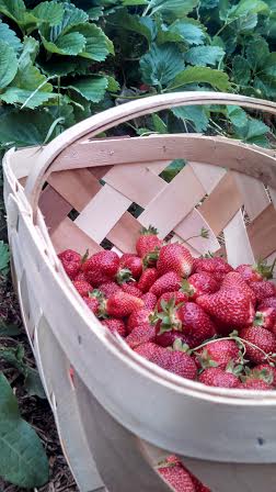berry basket