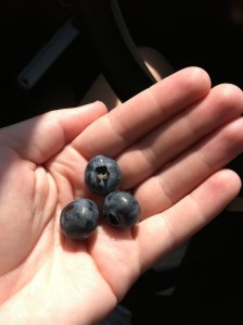 berries about 2.5 seconds before consumption