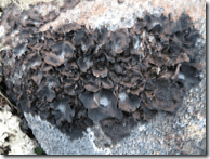 photo from wildernessarena.com