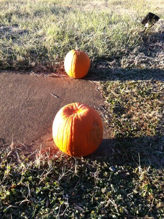 pumpkins