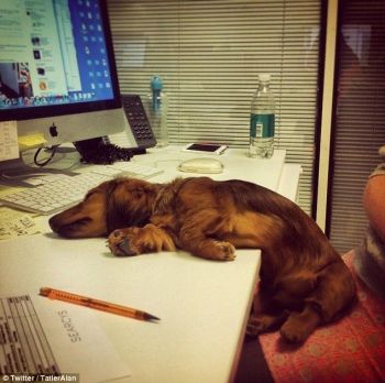 photo from Pinterest.com